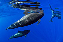 Short-finned pilot whale (Globicephala macrorhynchus), four including female and calf, swimming below surface. Tenerife, Canary Islands.