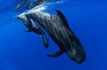 Short-finned pilot whale  (Globicephala macrorhynchus), three diving. Tenerife, Canary Islands.