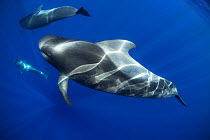 Short-finned pilot whale (Globicephala macrorhynchus), three in pod, light patterns on backs. Tenerife, Canary Islands.