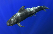 Short-finned pilot whale (Globicephala macrorhynchus) female and calf. Tenerife, Canary Islands.