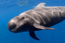 Short-finned pilot whale  (Globicephala macrorhynchus) swimming below water surface. Tenerife, Canary Islands.