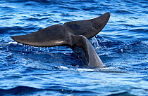 Short-finned pilot whale (Globicephala macrorhynchus) fluke on surface, whale diving. Tenerife, Canary Islands.