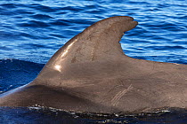 Short-finned pilot whale (Globicephala macrorhynchus) dorsal fin at surface. Tenerife, Canary Islands.