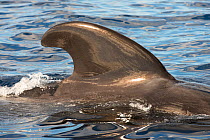 Short-finned pilot whale (Globicephala macrorhynchus) dorsal fin. Tenerife, Canary Islands.