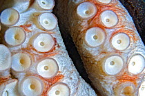 Common octopus (Octopus vulgaris) female, close-up of suction cups on tentacles. Tenerife, Canary Islands.