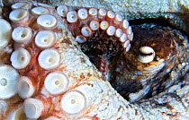 Common octopus (Octopus vulgaris) female, close up of suckers on tentacles. Tenerife, Canary Islands.