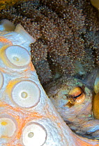 Common octopus (Octopus vulgaris) female laying eggs, tentacles and eye visible amongst eggs. Tenerife, Canary Islands.