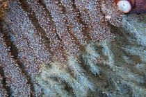 Common octopus (Octopus vulgaris) female laying eggs, close up of eggs. Tenerife, Canary Islands.