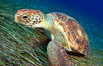 Green sea turtle (Chelonia mydas) eating Seagrass (Cymodocea nodosa) on sea floor. Tenerife, Canary Islands.