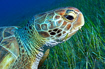 Green sea turtle (Chelonia mydas) eating Seagrass (Cymodocea nodosa) on sea floor, portrait. Tenerife, Canary Islands.
