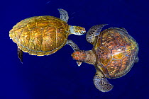Green sea turtle (Chelonia mydas), two viewed from above. Tenerife, Canary Islands.