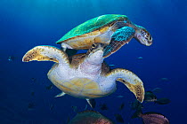 Green sea turtle (Chelonia mydas), two swimming amongst fish. Tenerife, Canary Islands.