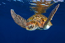 Green sea turtle (Chelonia mydas) swimming below water surface. Tenerife, Canary Islands.