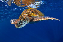 Green sea turtle (Chelonia mydas) swimming below water surface. Tenerife, Canary Islands.