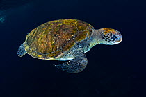 Green sea turtle (Chelonia mydas). Tenerife, Canary Islands.