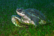 Turtle (Chelonia mydas) resting on sea floor in marine meadow, amongst Little Neptune grass (Cymodocea nodosa). Canary Islands, Tenerife.