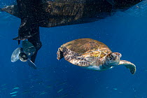 Green turtle (Chelonia mydas) swimming in proximity to boat propeller; propellers are a danger to sea turtles. Tenerife, Canary Islands.
