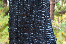 Charred remnant Canary Island pine (Pinus canariensis). tree trunk following forest fire. El Hierro, Canary Islands.