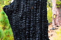 Charred remnant Canary Island pine (Pinus canariensis). tree trunk following forest fire. El Hierro, Canary Islands.