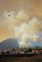 Helicopter in cloud of smoke, fighting fire in Canary Island pine (Pinus canariensis) forest, houses in foreground. Ifonche, Tenerife, Canary Islands, 2012.
