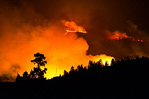 Forest fire in Canary Island pine forest (Pinus canariensis). Ifonche, Tenerife. Canary Islands, 2012.