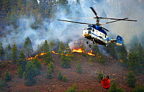 Helicopter fighting fire in Canary Island pine (Pinus canariensis) forest. Ifonche, Tenerife. Canary Islands.