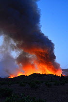 Smoke billowing from Canary Island pine (Pinus canariensis) forest fire. Ifonche, Tenerife. Canary Islands, 2012.