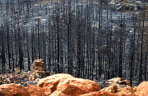 Canary Island pine (Pinus canariensis) trees, dead in forest following forest fire. Ilfonche, Tenerife, Canary Islands. 2012.