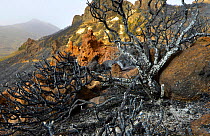 Charred remains of tree following forest fire. Teide National Park, Tenerife, Canary Islands, 2012.
