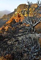 Charred remains of tree following forest fire. Teide National Park, Tenerife, Canary Islands, 2012.