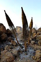 Tower of jewels (Echium wildpretii) plants charred by forest fire, amongst rocks. Ifonche, Teide National Park, Tenerife, Canary Islands, 2012.