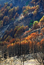 Trees damaged by forest fire. Garajonay National Park, La Gomera, Tenerife, Canary Islands, 2012.