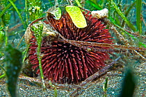 Purple sea urchin (Sphaerechinus granularis). Tenerife, Canary Islands.