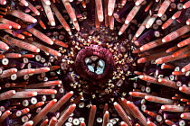 Purple sea urchin (Sphaerechinus granularis) mouth and spines, close up. Tenerife, Canary Islands.
