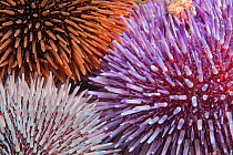 Purple sea urchin (Sphaerechinus granularis), three of different colours. Tenerife, Canary Islands.