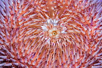 Purple sea urchin (Sphaerechinus granularis). Tenerife, Canary Islands.