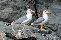 Yellow-legged gull (Larus michahellis), two standing on rock. Tenerife, Canary Islands.