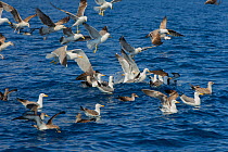 Yellow-legged gull (Larus michahellis) group in flight and resting on sea. Tenerife, Canary Islands.