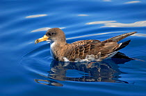 Scopoli&#39;s shearwater (Calonectris diomedea) on sea, reflected in water. Tenerife, Canary Islands.