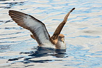 Scopoli&#39;s shearwater (Calonectris diomedea) on sea with wings stretched. Tenerife, Canary Islands.