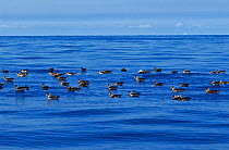 Scopoli&#39;s shearwater (Calonectris diomedea) group floating on sea. Tenerife, Canary Islands.