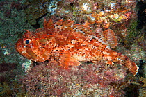 Brown scorpionfish (Scorpaena porcus). Tenerife, Canary Islands.