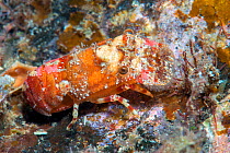 Small European locust / Lesser slipper lobster (Scyllarus arctus), Tenerife, Canary Islands.