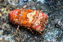 Small European locust lobster (Scyllarus arctus), Tenerife, Canary Islands.