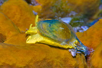 Yellow umbrella slug (Tylodina perversa) on Golden sponge (Aplysina aerophoba). Tenerife, Canary Islands.