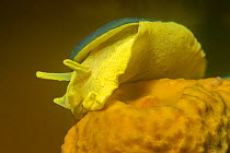 Yellow umbrella slug (Tylodina perversa) feeding on Golden sponge (Aplysina aerophoba). Tenerife, Canary Islands.