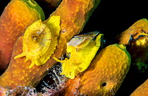 Yellow umbrella slug (Tylodina perversa), two feeding on Golden sponge (Aplysina aerophoba). Tenerife, Canary Islands.