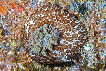 Umbrella slug (Umbraculum umbraculum) camouflaged on rock. Tenerife, Canary Islands.