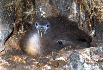 Scopoli&#39;s shearwater (Calonectris diomedea) chick on nest in rock crevice. Nature Reserve, Savage Islands, Madeira.