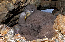 Scopoli&#39;s shearwater (Calonectris diomedea) chick on nest in rock crevice. Nature Reserve, Savage Islands, Madeira.